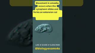 Amoeba in Motion  Amoeboid movement with Pseudopodia amazing [upl. by Lenej60]