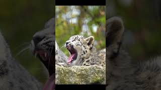 “Adorable Snow Leopard Cub Yawning  Cutest Moment Ever” 🐾snowleopards [upl. by Ahsaret118]