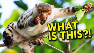 Cuscus The Weirdest Animal Youve Never Heard Of [upl. by Peterman]