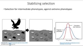 Phenotype shifts [upl. by Stuppy]