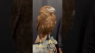 Redtailed hawk X Ferruginous hawk hybrid falconry wildlife [upl. by Leitnahs]