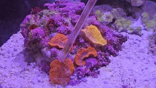 Simple Reef Build EP 8  First Water Change On The Red Sea Max Nano Peninsula  Feeding Coral [upl. by Ranchod]