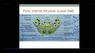 Brainstem  PONS  Internal Structure  Dr SAM [upl. by Adaline889]