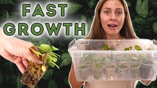 Best Plant Propagation Method  Houseplant Propagation Box UPDATED METHOD sphagnum moss prop [upl. by Bullough]