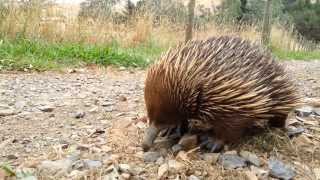 Super cute Echidna [upl. by Nevil]