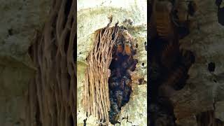 Honey comb inside a papaya tree nature shortsvideo shorts short honey bbcearth natureaddict [upl. by Mercedes807]