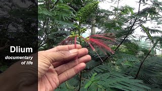 Kaliandra Calliandra houstoniana  part 1 [upl. by Areid540]