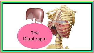 THE DIAPHRAGM [upl. by Anuaf413]