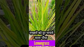 Lemongrass Uses and Benefits [upl. by Tristas]