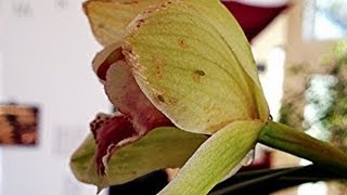 GARDENING GUIDE Safely Controling Aphids How to make DYI Houseplant amp Orchid APHID BUG SPRAY cheap [upl. by Bautista]