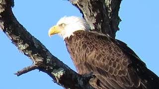 Bald Eagle Relies on Nictitating Membrane to Protect Eyes in Wind in Sea Pines Forest Preserve Hilt [upl. by Adiel]