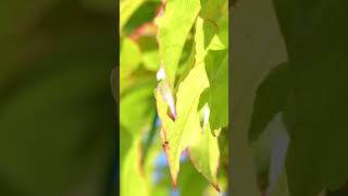 Camouflage and Mimicry The Butterfly That Looks Like a New Leaf [upl. by Jessen]