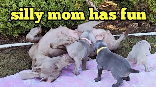 Funny Weimaraner being silly rolling around and playing with her puppies [upl. by Ninazan443]