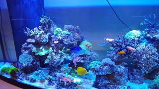 Epic 175 gallon bowfront Reef tank [upl. by Trellas]