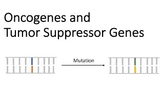 Oncogenes and Tumor Suppressor Genes  Tumor Genetics [upl. by Wanfried]