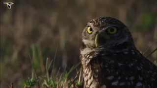 Burrowing Owl [upl. by Orin]