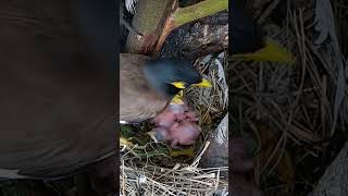 Myna bird babies P 55 shortvideo trendingshorts [upl. by Ahcas403]