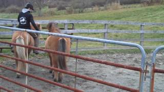 Teaching Your Horse To Pony Video 2 [upl. by Mixie]