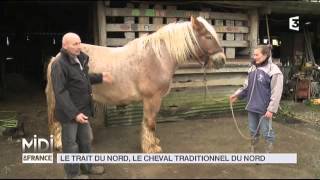 ANIMAUX  Le trait du nord le cheval traditionnel du nord [upl. by Downs]