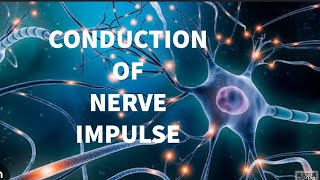 Action Potential Simplified II CONDUCTION OF NERVE IMPULSE l explained in english [upl. by Yelkrab]