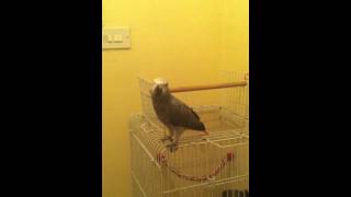 my Grey talikng parrot كاسكو يتكلم [upl. by Tamis637]