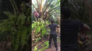 Harvesting Palm Oil Using a Machine [upl. by Nosirrag330]