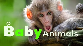 Forest Babies  Baby Animals in the Wild  Season 1 Episode 1 [upl. by Enisamoht]