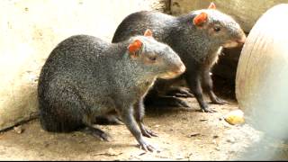 black agouti  Dasyprocta fuliginosa  ñeques  picure mamíferos colombianos [upl. by Samp]