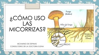 ¿Cómo uso las micorrizas en mis plantas pupalandiaasecas [upl. by Darrin]