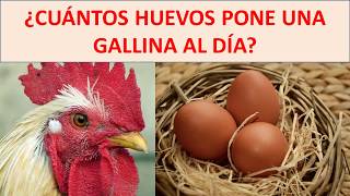 Cuantos huevos pone una gallina ponedora al dia [upl. by Acirtap]