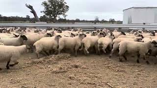 Merrett  350 Single Lambs [upl. by Beichner]