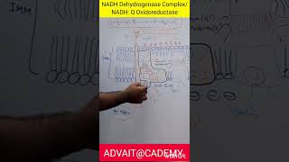 NADH Dehydrogenase Complex [upl. by Yablon]