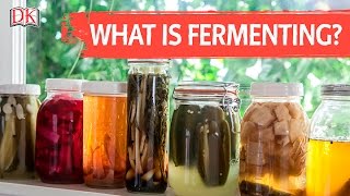 What is Fermenting [upl. by Erlewine]