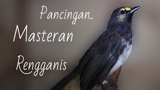 Ocehan Cucak Wilis Gacor Dor Pancingan Burung Rengganis Top Jernih Dan Deras Cocok Buat Pikat [upl. by Strep]