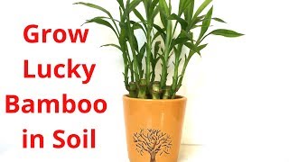 How to Grow Lucky Bamboo in Soil  Backyard Gardening [upl. by Adnaluoy]