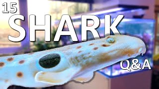 15 Saltwater Aquarium Shark Questions and Answers [upl. by Brosy738]