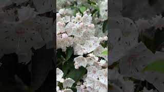 Kalmia latifolia [upl. by Sedruol]