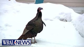 Neighborhood wants aggressive wild turkey removed [upl. by Dusa]