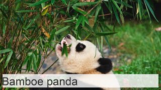 Bamboe panda Foto [upl. by Laup]