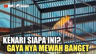 Nemu Kenari ginian di gantangangaya mewah banget gak tau punya siapa [upl. by Nakah]