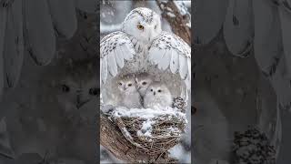 Snowy Owl Protecting Her Cubs from Snow [upl. by Shah]