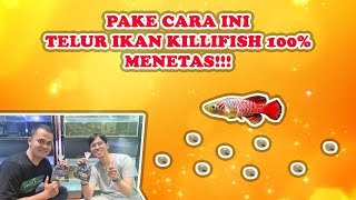 TUTORIAL MUDAH CARA PENETASAN TELUR IKAN KILLIFISH GUENTHERI RED  CARANYA SIMPEL BANGET [upl. by Flosi]