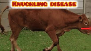 Fetlock knuckle  knuckling disease  hoof problems in cows [upl. by Orpah]