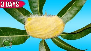 FASTEST METHOD TO GERMINATE A MANGO SEED IN 3 DAYS  Gardening Ideas [upl. by Jordon]