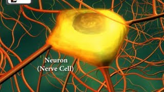 Neurons or nerve cells  Structure function and types of neurons  Human Anatomy  3D Biology [upl. by Einnej]