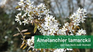 Amelanchier lamarckii  Krentenboompje [upl. by Aramo]