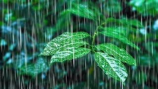 Rainforest White Noise 🌧️ 10 Hours of Rain Sounds for Sleep Study and Relaxation [upl. by Vedetta46]