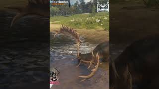 Caçando gamo diamante no te awaroa the Hunter call of the WiLD shorts xbox thehunter [upl. by Ceevah743]