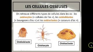 Cours 33  Le tissu osseux [upl. by Oletta566]