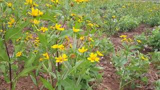 Guizotia abyssinica niger uchellu blackniger planting and caring with benefits [upl. by Yentterb896]